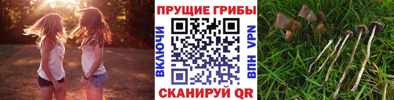 наркота  Богородицк  Галлюциногенные грибы прущие грибы 